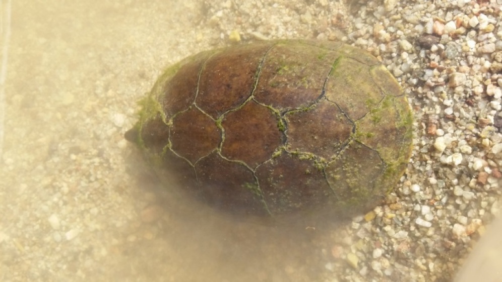 Sonoyta mud turtle. Photo: ASDM/Amy Orchard