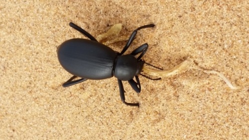 Pincate Beetle. Photo: ASDM/Amy Orchard