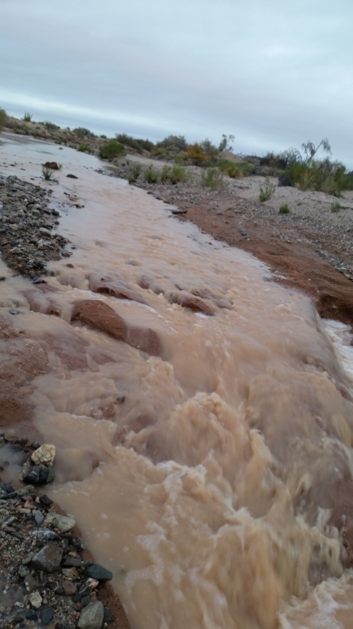 Rio Sonoyta flowing near Pinacate Biosphere Field Station. Photo: ASDM/Amy Orchard