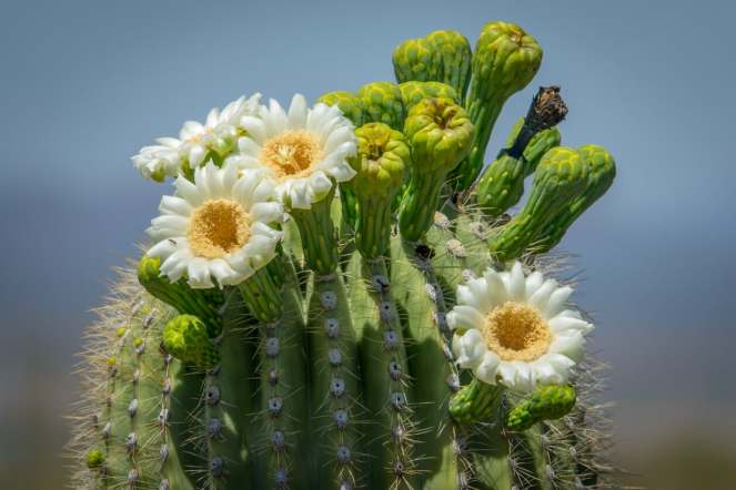 Saguaro_Flowers_Jay_Pierstorff