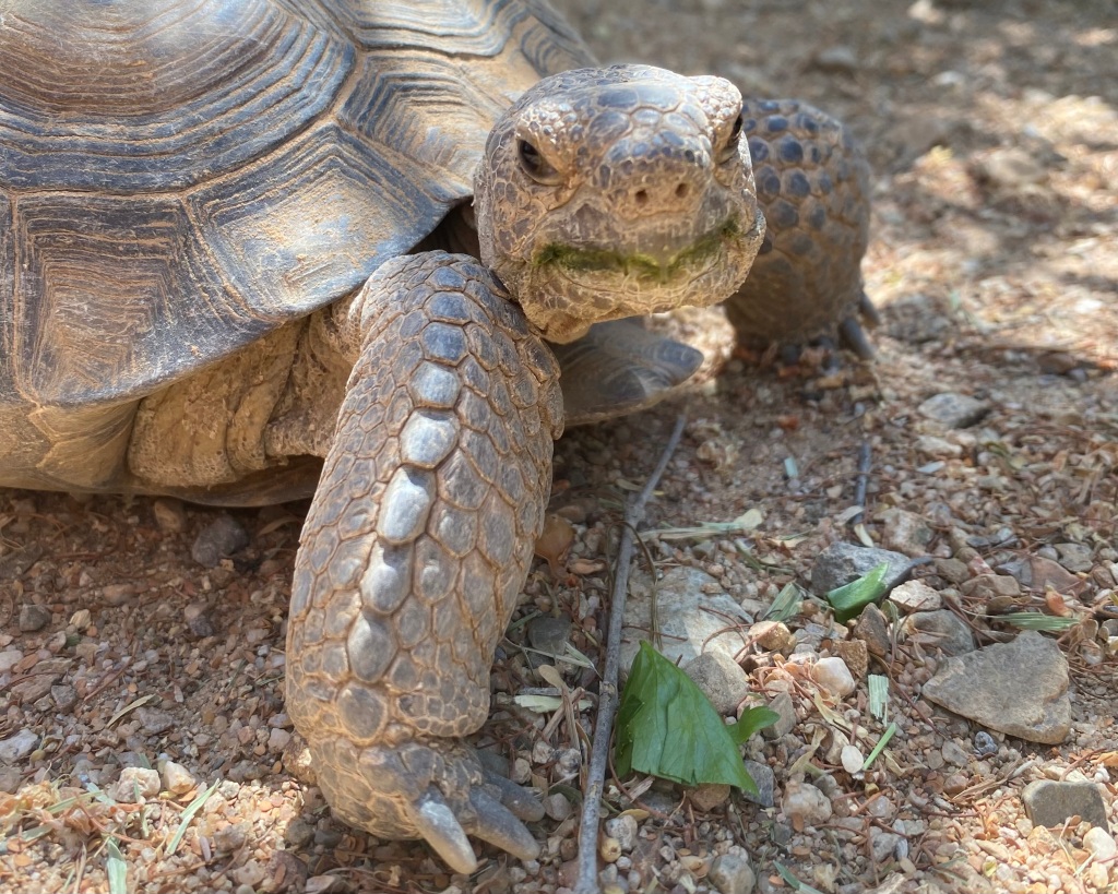 Building Your Desert Tortoise Garden – Desert Diaries