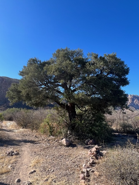 A big jito tree in Sonora, Mexico along a dirt path