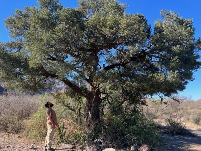 Horticulturist Emmaneul stands beneath a large jito tree in Mexico