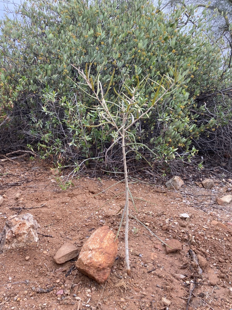 A baby jito tree planted by Cat Canyon at the Desert Museum in Spring 2023